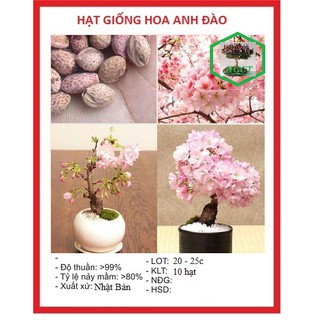 Hạt giống hoa anh đào nhật 10 hạt - tặng kèm 3 viên nén kích thích hạt nảy mầm - DC