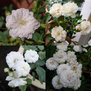 Hồng Bạch Trà,(tặng kèm phân bón)