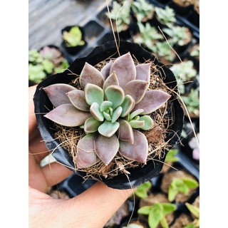 Sen đá nhỏ mặt trăng