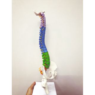 MÔ HÌNH CỘT SỐNG 45CM