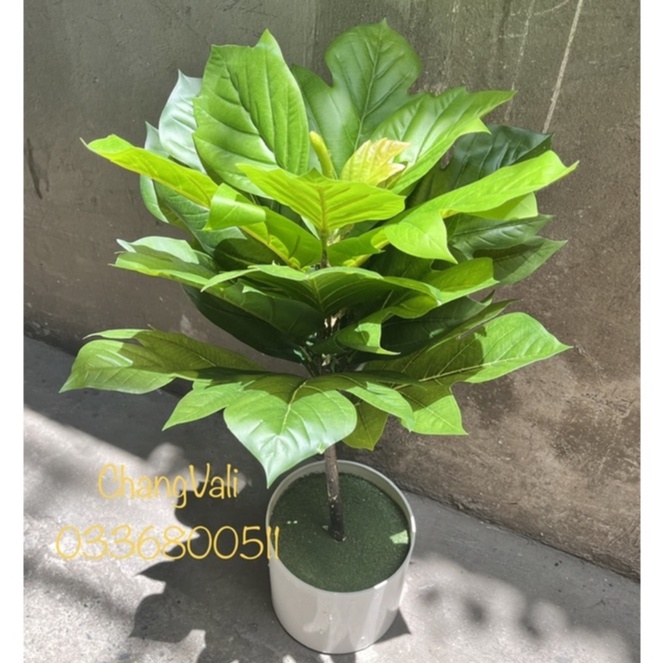 Cây giả-Cây bàng singapo lá xẻ cao 1m , trang trí,decor nội thất