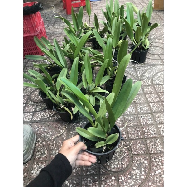 Hoa Lan Cattleya cánh sáp màu đỏ - chậu phi 12