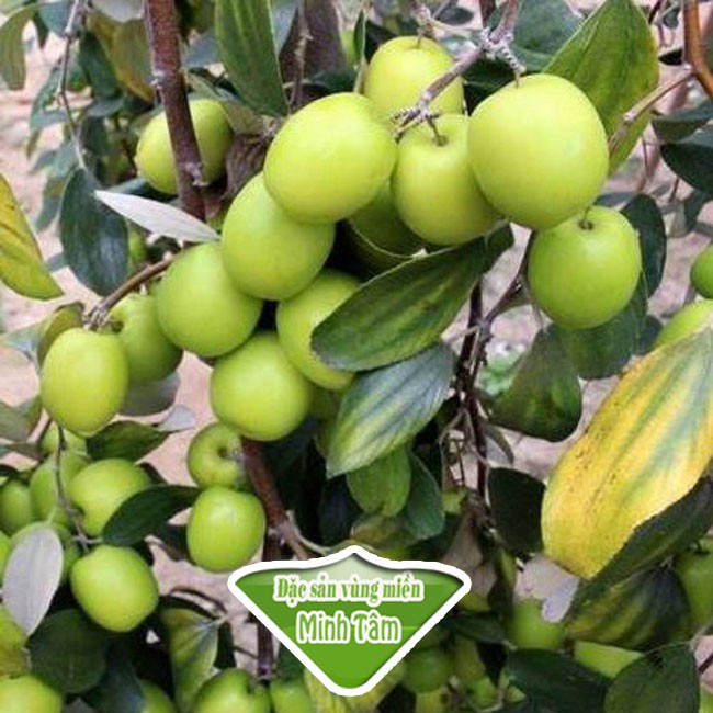 Táo gió Ninh Thuận loại 1 tươi dòn ngọt bao ăn