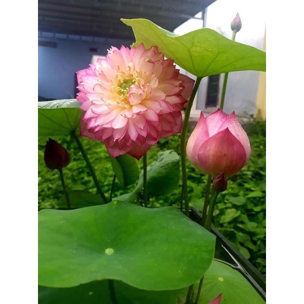 Củ sen mini hồng Pretty in pink 01