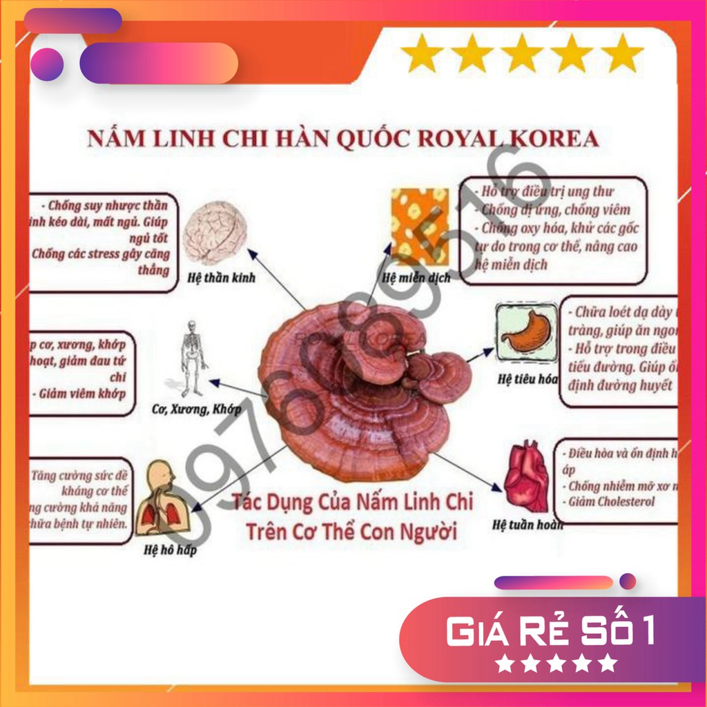 Nấm linh chi tai đỏ 6 năm tuổi Hàn Quốc, Túi 1kg