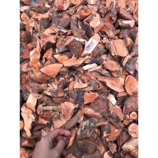 Rể cây mú từn - 100% rể cao cấp