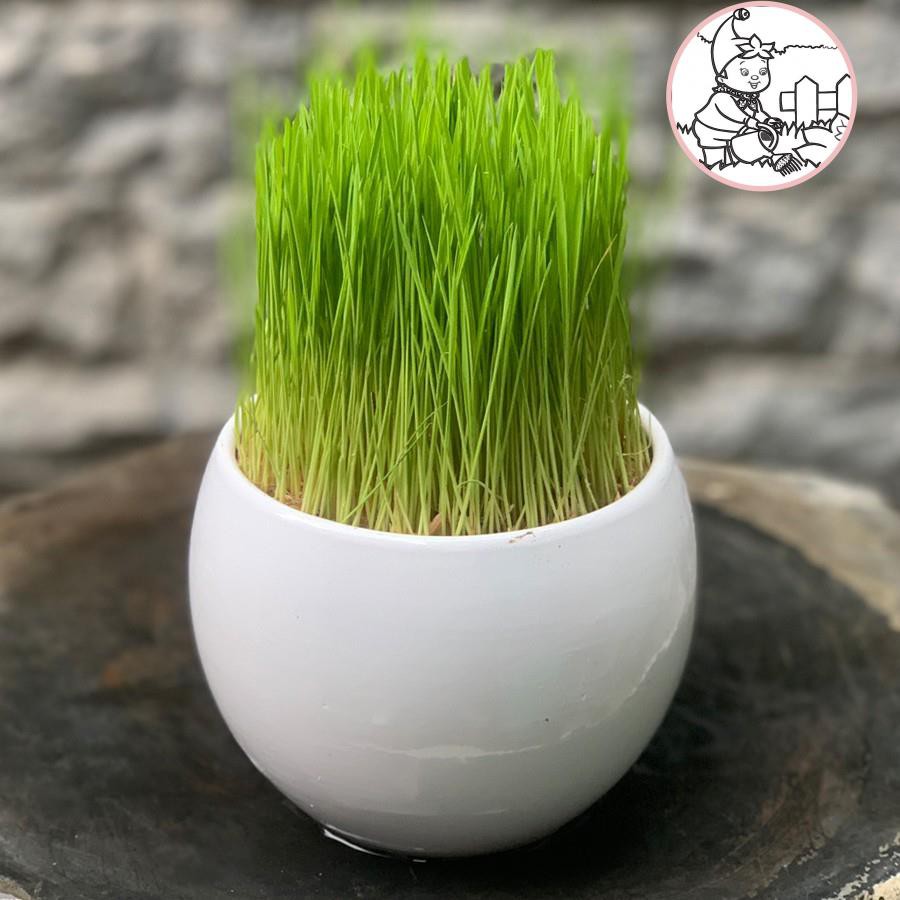 1 Kg Lúa hạt - Thóc - Trồng chậu cây cảnh trang trí nhà cửa, quán cafe, thức ăn cho gà, chim...