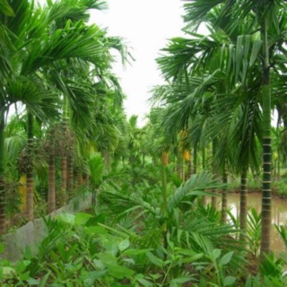 Cau ăn trầu combo 5 cây
