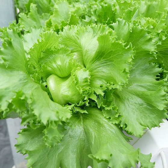 Hạt Giống Xà Lách MINETTO Pháp - Xuất xứ ITALIA