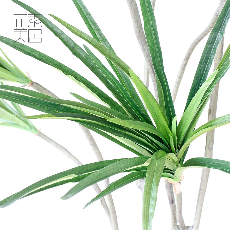 Cây phát tài núi decor 1m60 - cây dứa bạc thân 3 nhánh nghệ thuật