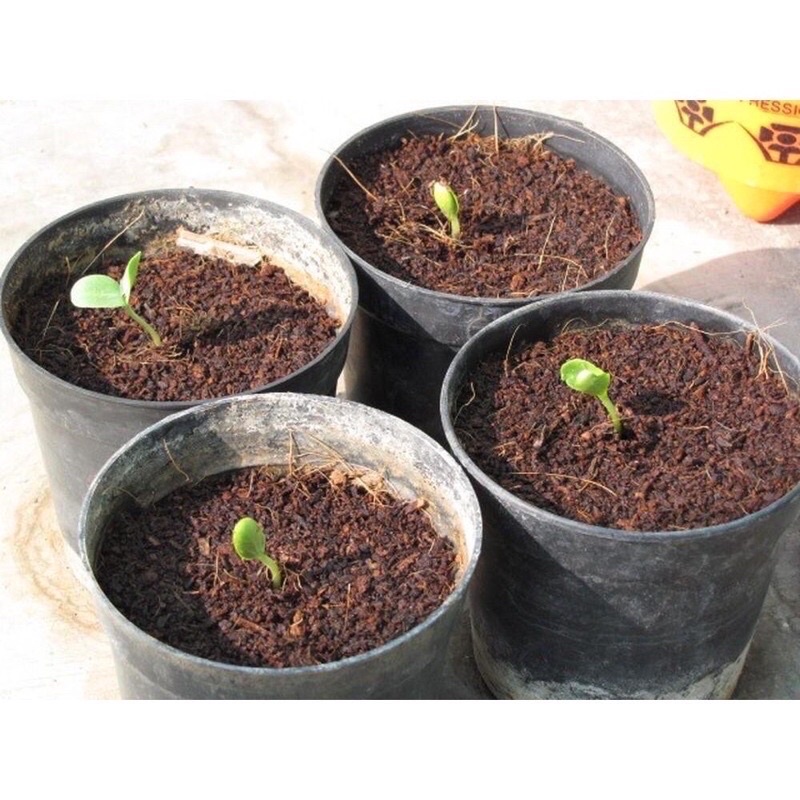 Mụn dừa đã qua xử lý, đóng gói 5dm3, chuyên trồng rau, hoa màu, dâu tây, cây ăn trái, thủy canh