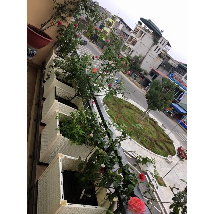Chậu trồng hoa giấy cao 56cm mẫu đài loan cao cấp ĐL45x45x40cm