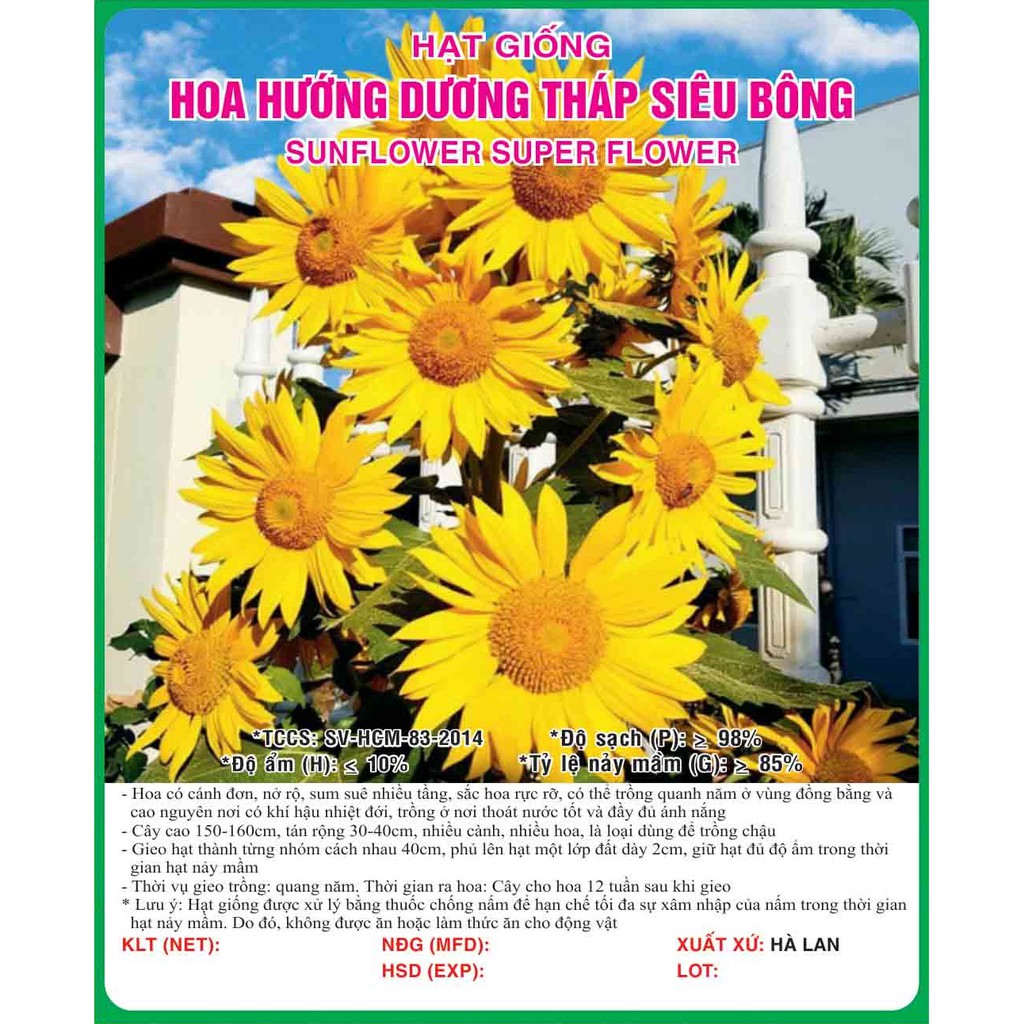 Hạt giống hoa Hướng Dương Tháp siêu hoa VTS110 | Vạn Tín Store