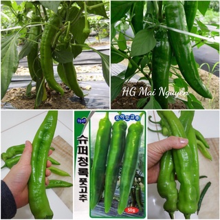 HẠT GIỐNG ỚT DƯA CHUỘT HÀN QUỐC F1