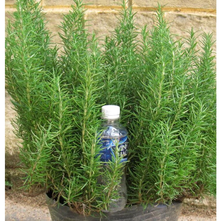 Hạt Giống Cây Hương Thảo Rosemary KNS1276 - Gói 20 hạt