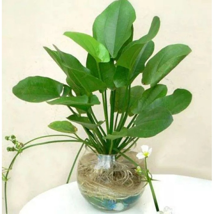 2 cây Lan nước mang thịnh vượng, may mắn