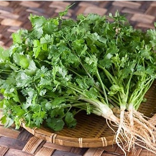 Hạt Giống Rau Mùi Cồn Tía