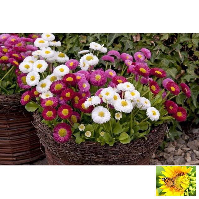 Hạt giống cúc Daisy mix hạt giống hoa cúc anh nhiều màu