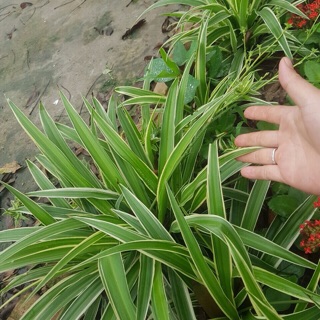 Combo 10 cây dây nhện / lan chi