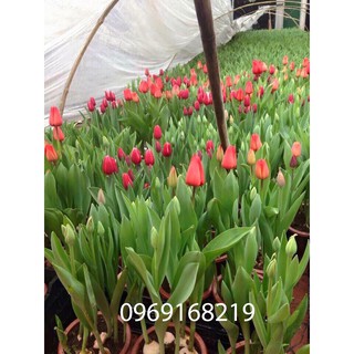 Combo 5 củ tulip 5 màu