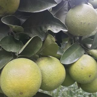 CAM XOÀN TÂN THUẬN ĐÔNG
