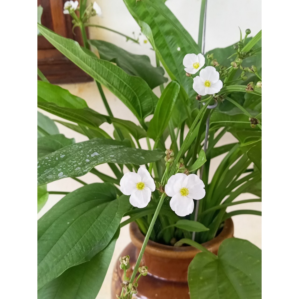 Chậu bách thủy tiên hoa kép 4-5 thân,cao 20-30cm,trang trí non bộ, tiểu cảnh hồ cá