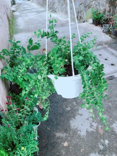 Chậu Cây Lá Tim