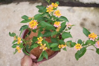 Cây hoa Ngũ Sắc