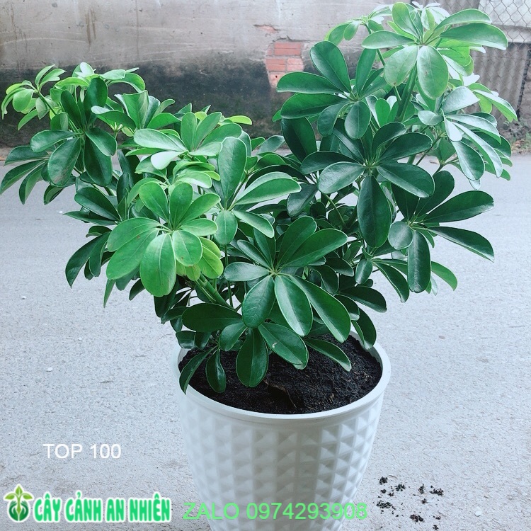 Chậu Cây Ngũ Gia Bì Size Đại