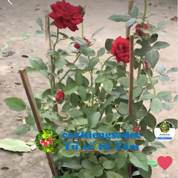 Caykiengsadec Cây hoa Hồng  siêu nụ-tặng phân bón-hoa kiểng lá-trang trí nội thất cảnh quan sân vườn ngoài trời