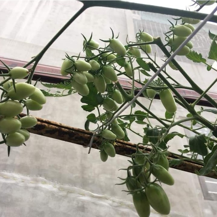 Hạt giống Cà Chua Trái Cây Nova
