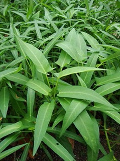 Hạt giống Rau Muống - 100gram