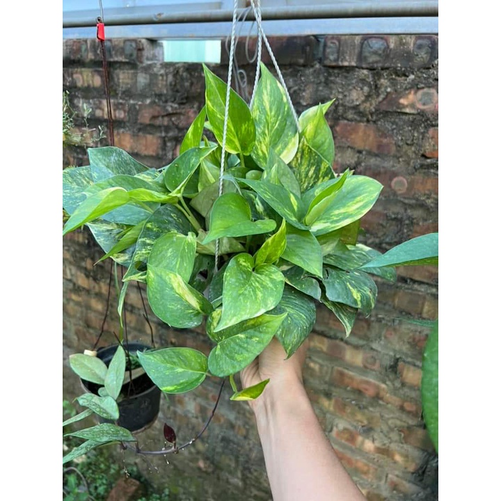 Chậu cây Vạn Niên Thanh rủ nhiều loại_Cây nội ngoại thất dễ trồng