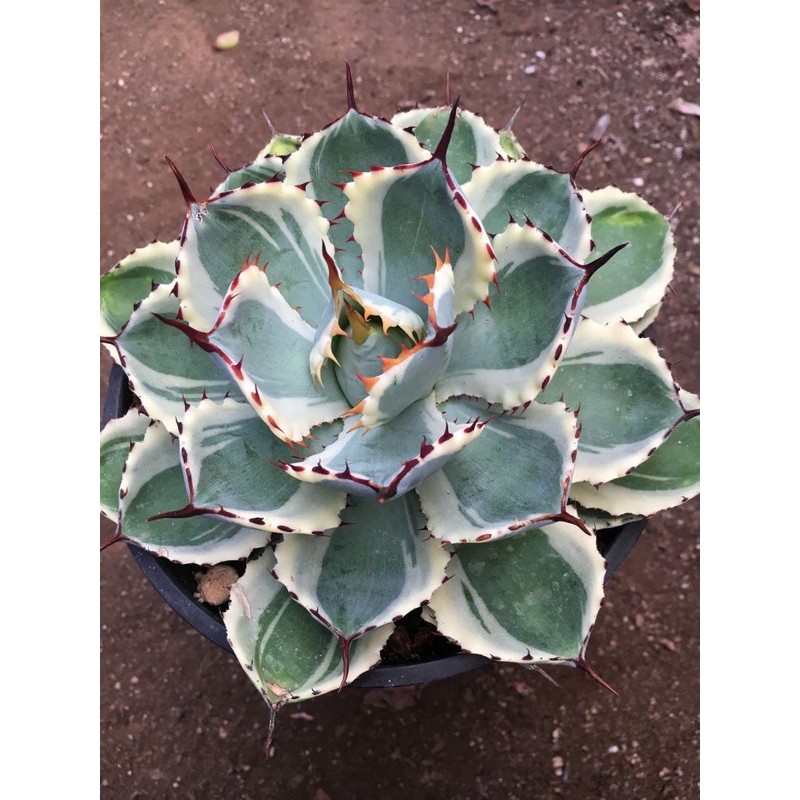 cây Agave viền trắng