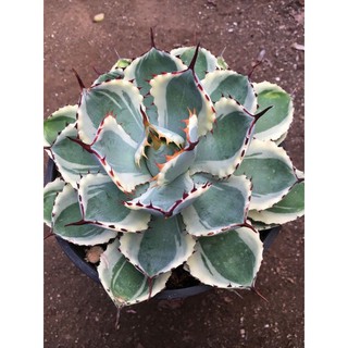 cây Agave viền trắng