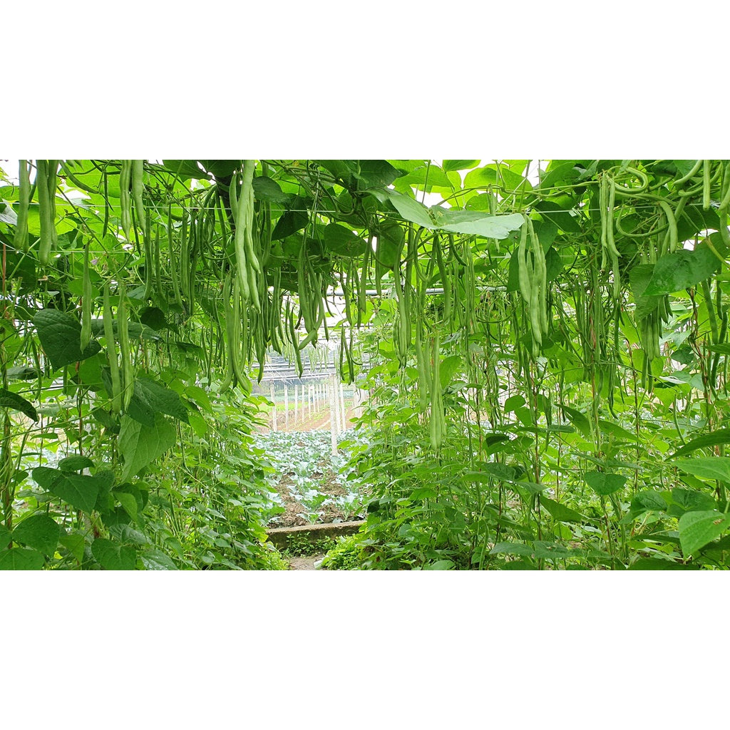 Hạt giống Đậu Cove cao sản VA.799 Hạt nâu hoa tím 400 gam