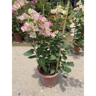 Hoa giấy - combo 2 cây sakura và 1 đỏ lửa