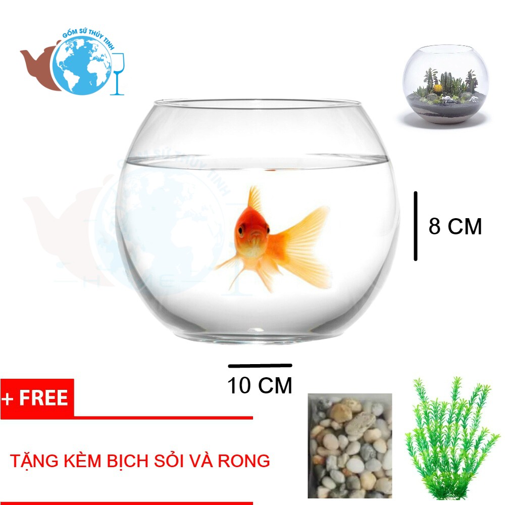 T07 Hồ Cá Thuỷ Tinh Bầu Bể Cá D10cm x H8cm