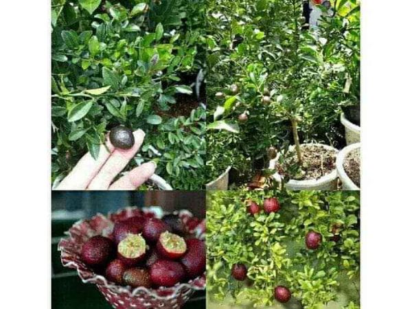 Cây chanh đỏ Úc.... 6 tháng cho trái