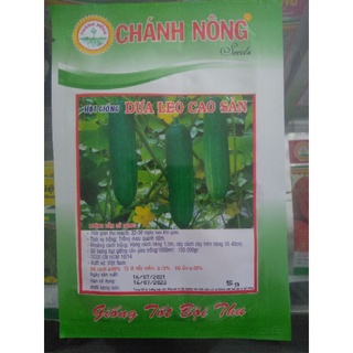 Hạt giống dưa leo cao sản