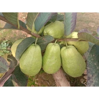 Cây giống ổi đỏ trân châu