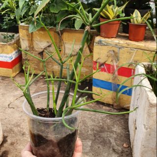 Cây giao làm cảnh, chữa xoang, đau lưng