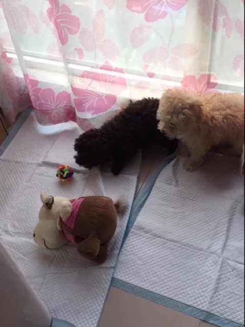 1 Miếng - Tấm lót vệ sinh cho thú cưng🐶🐱🐰