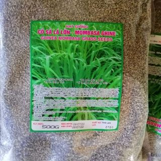 Cỏ Ghine Mombasa - Cỏ Sả Lá Lớn (Gói 500g)