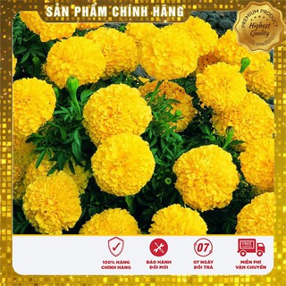Hạt Giống Cúc vạn thọ Mỹ
