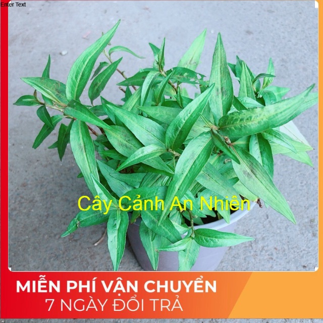 Chậu Rau Răm