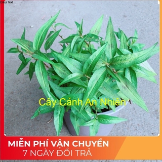 Chậu Rau Răm