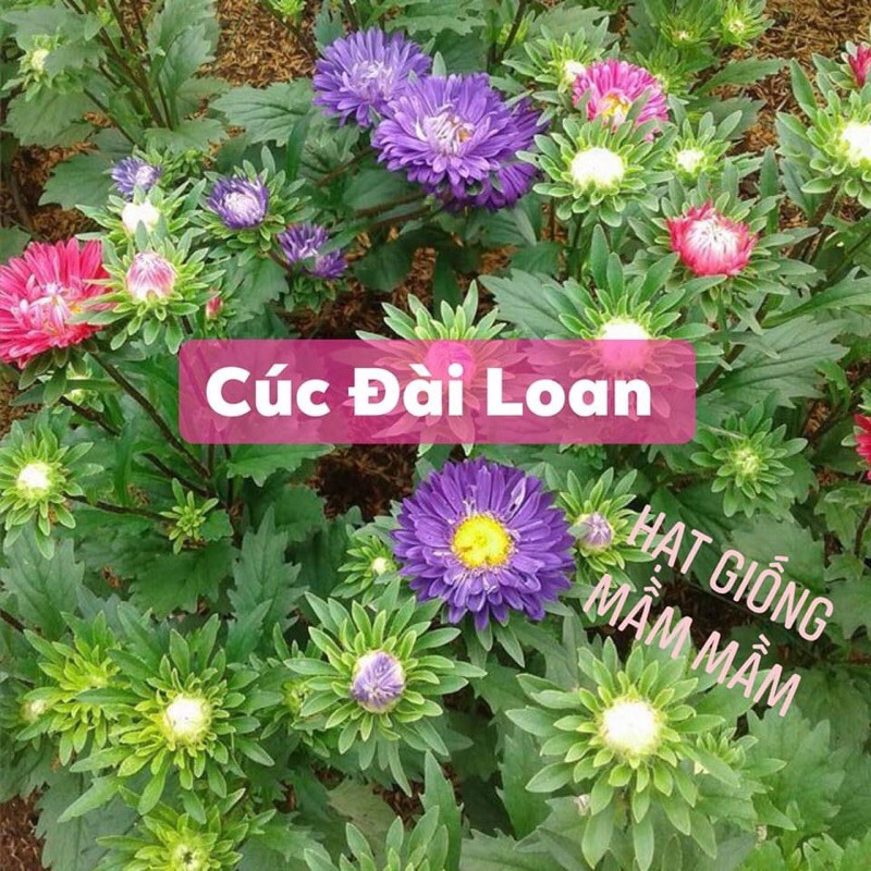 Cúc magic 1.200 hat ( cúc đất , cúc thuý , cúc đài loan )