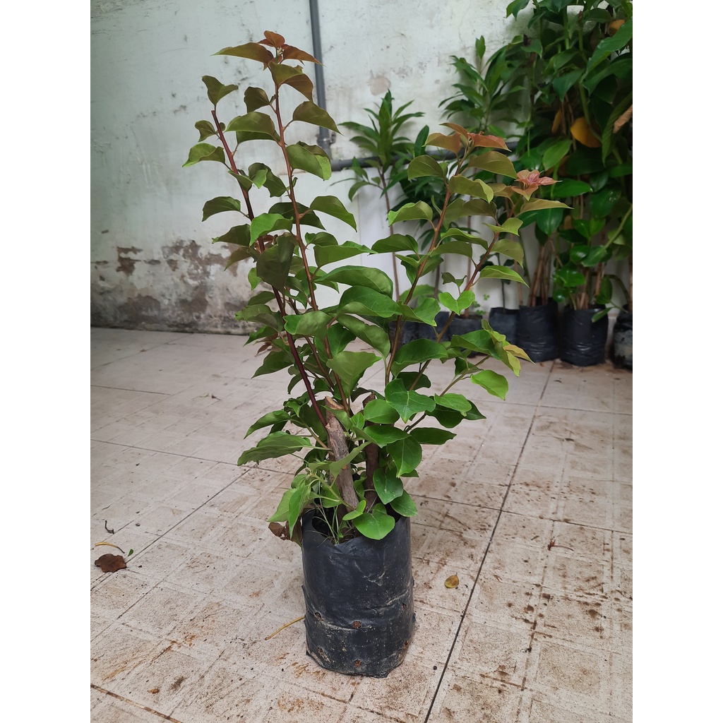 Cây hoa giấy bông chùm, hoa đỏ