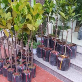 Cây 🌲 Mít ruột đỏ... siêu trái